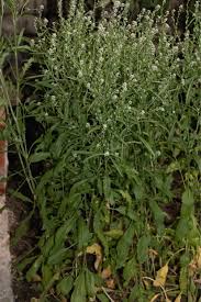 Image result for Lepidium bonariense