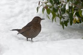 Im eigenen garten rund ums vogelhäuschen, auf feld und wiese. Wintervogel Im Garten Klassefotos