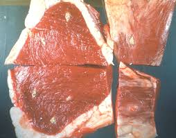 Image result for Beef Tapeworm