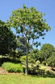 Image result for Anthocleista