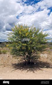 Image result for Rhigozum brevispinosum