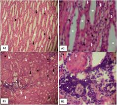 Image result for Fadogia tomentosa