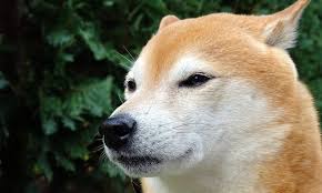 Ceny dogecoin na wykresie podawane są w dolarach amerykańskich wykres odzwierciedla sytuację na giełdzie poloniex. Is Dogecoin Popular Enough Hello Pal S Website Crash Suggests So