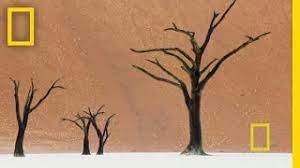 The camel thorn tree has some of the largest thorns in the world. The Surreal World Of Frans Lanting Nat Geo Live Youtube