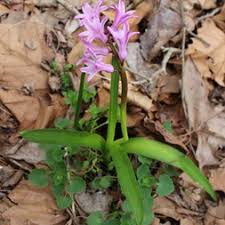 Image result for Hyacinthaceae