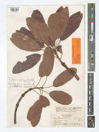 Image result for Uapaca guineensis