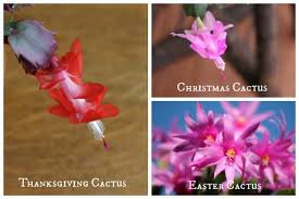 Christmas cactus repotting when and how to repot a christmas cactus. White Christmas Cactus Cuties Differencebetween Thanksgivingand Christmas Cactus