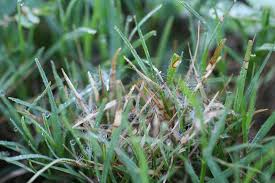 Maybe you would like to learn more about one of these? Dollar Spot
