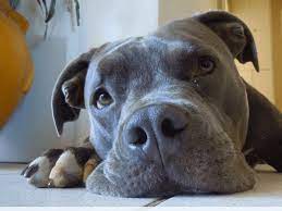 If you keep the pit bull healthy and have it's regular vet checkups then you can prolong it's life by just a little bit but don't expect the pit bull to live past 14 although it can happen. 10 Dog Breeds Most Commonly Mistaken For Pit Bulls Pethelpful