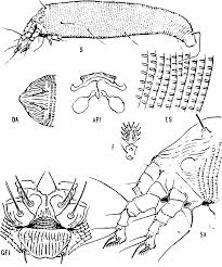 Image result for Calepitrimerus vitis