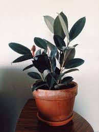 Ficus Elastica The Rubber Fig Rubber Bush Rubber Tree Rubber Plant Or Indian Rubber Bush Is A Species Of Plant In The Fig Genu Plants Plant Decor Fig Plant