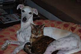 Adopt A Savannah Cat