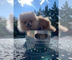 This combination is perfectly geared towards family, sport and guardian. View Ad Pomeranian Puppy For Sale Near Ontario Mississauga Canada Adn 221558