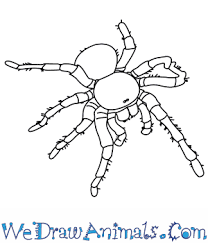 This giant tarantula spans nearly a foot and weighs as much as a baseball, but might not be as terrifying as its reputation suggests. How To Draw A Goliath Bird Eating Spider