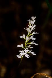 Image result for Neocussonia umbellifera