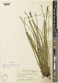 Image result for Schoenus