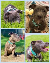 Find pit bull terriers for sale in boston on oodle classifieds. Top Pro And Cons Of Owning A Shih Tzu Pitbull Mix Healthy Homemade Dog Treats