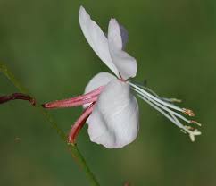 Image result for Oenothera lindheimeri