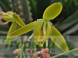 Image result for Dipcadi rigidifolium