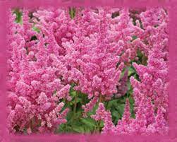 Pink Astilbe Flower Essence Nature S Remedies Astilbe Flower Perennial Plants Spirea Plant