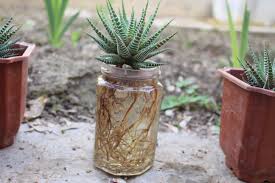 Zebra cactus (haworthia attenuata), also called zebra plants, are succulents with a shape similar to that of aloe plants. Haworthia Fasciata Zebra Plant And Water Gardening Landscaping Stack Exchange