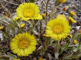 99 ($0.36/gram) get it as soon as mon, aug 23. Coltsfoot Pictures Flowers Leaves Identification Tussilago Farfara