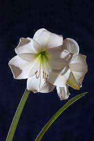 Wikipedia Picture Of The Day On February 14 2019 White Daily Pictures Amaryllis Image Of The Day