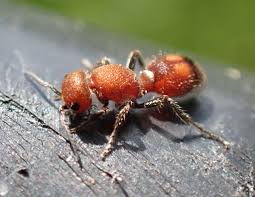 Image result for Volkiella disticha