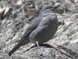 Image result for Ardisiandra sibthorpioides