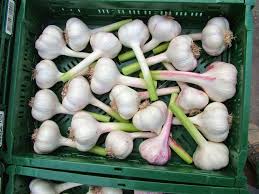 Zu erkennen ist dies an einem grünen, länglichem „stiel, welcher sich aus einer zehe nach oben hin spitz zulaufend erstreckt. Knoblauch Ernte Pantiru Knoblauchkulturen