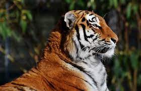 Free Image On Pixabay Tiger Big Cat Predator Wildcat Wild Cats Tiger Pictures Big Cats