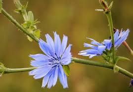 Image result for Cichorium