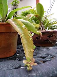 Kalanchoe Gastonis Bonnieri Donkey Ears Tree Of Life Planting Succulents Cacti And Succulents Succulents