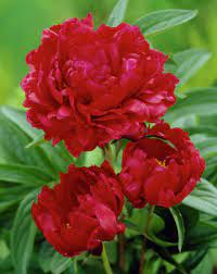 Chinese Bomb Peony Red Magic Paeonia Lactiflora Spring Plants Peonies Garden Peonies