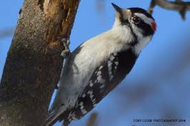 Small Birds Of Upstate Ny Pin On Animals Eagles Osprey Birds Turtles Hawks In The Wild In Upstate New York