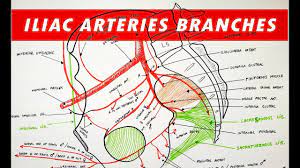 Branches of the internal iliac artery. Branches Of The Internal And External Iliac Arteries Youtube