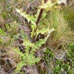 Image result for Berkheya spekeana