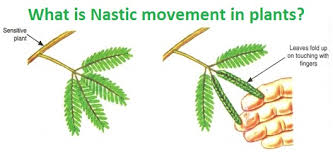 How Many Types Of Nastic Movements Occur In Plants