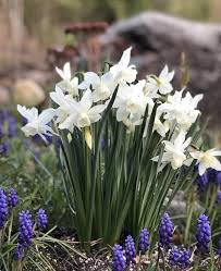 Mini Daffodil Thalia In 2020 Daffodil Gardening Daffodil Bulbs Daffodils