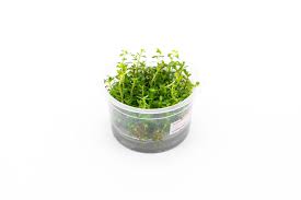 Image result for Rotala mexicana