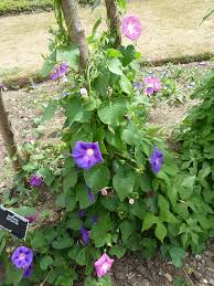 Image result for Convolvulaceae