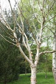 Image result for Brachystegia utilis