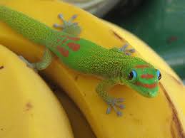 Pin By Michelle Wilson On Yuri It S Your Birthday Gecko Lizard Chameleons For Sale
