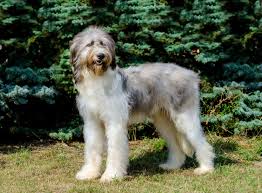 A livestock guardian dog (lgd) is a dog type bred for the purpose of protecting livestock from predators. Ciobanesc Romanesc Mioritic Im Rasseportrait Zooroyal Magazin