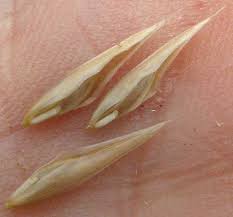 Image result for Bromus catharticus