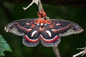 Image result for Cecropia