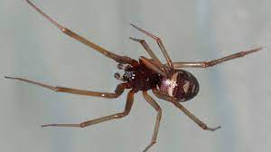 The latrodectus, or black widow spider, is a species of highly venomous spider from the theridiidae family. False Black Widow Cupboard Spider Steatoda Grossa Youtube