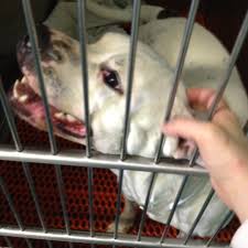 326 east 110th street (between 1st and 2nd avenues) hours: Animal Care And Control Of New York City Manhattan East Harlem New York Ny
