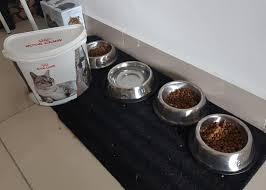 Bekas makanan kucing sering menjadi sasaran semut. Jangan Berkira Bela Kucing Bukan Sekadar Beri Makan Ini 5 Perkara Lain Tak Patut Anda Abaikan I Suke Mstar
