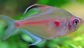 Bleeding heart tetras (hyphessobrycon erythrostigma) are a small species of fish that are most notable because of the red spot where their heart is, which is also how they get their name. Facebook